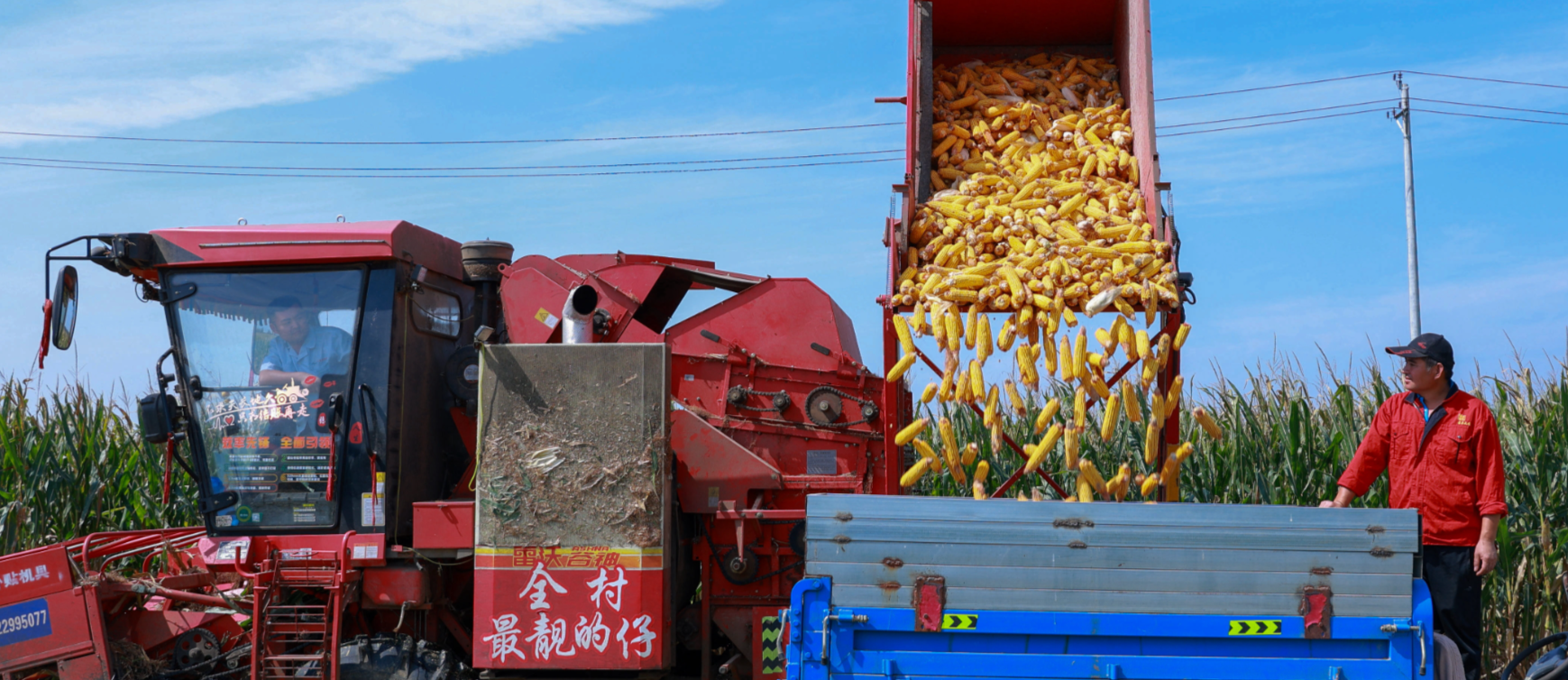 In pics: Farmers busy in corn harvest in Chiping District, Liaocheng City